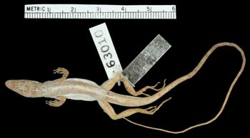 Media type: image;   Herpetology R-63010 Aspect: dorsal